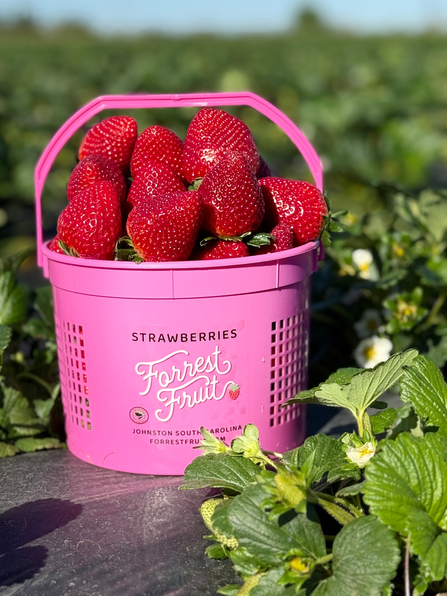Full Gallon Basket of Fresh Strawberries