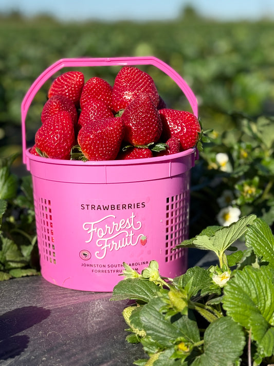 Full Gallon Basket of Fresh Strawberries