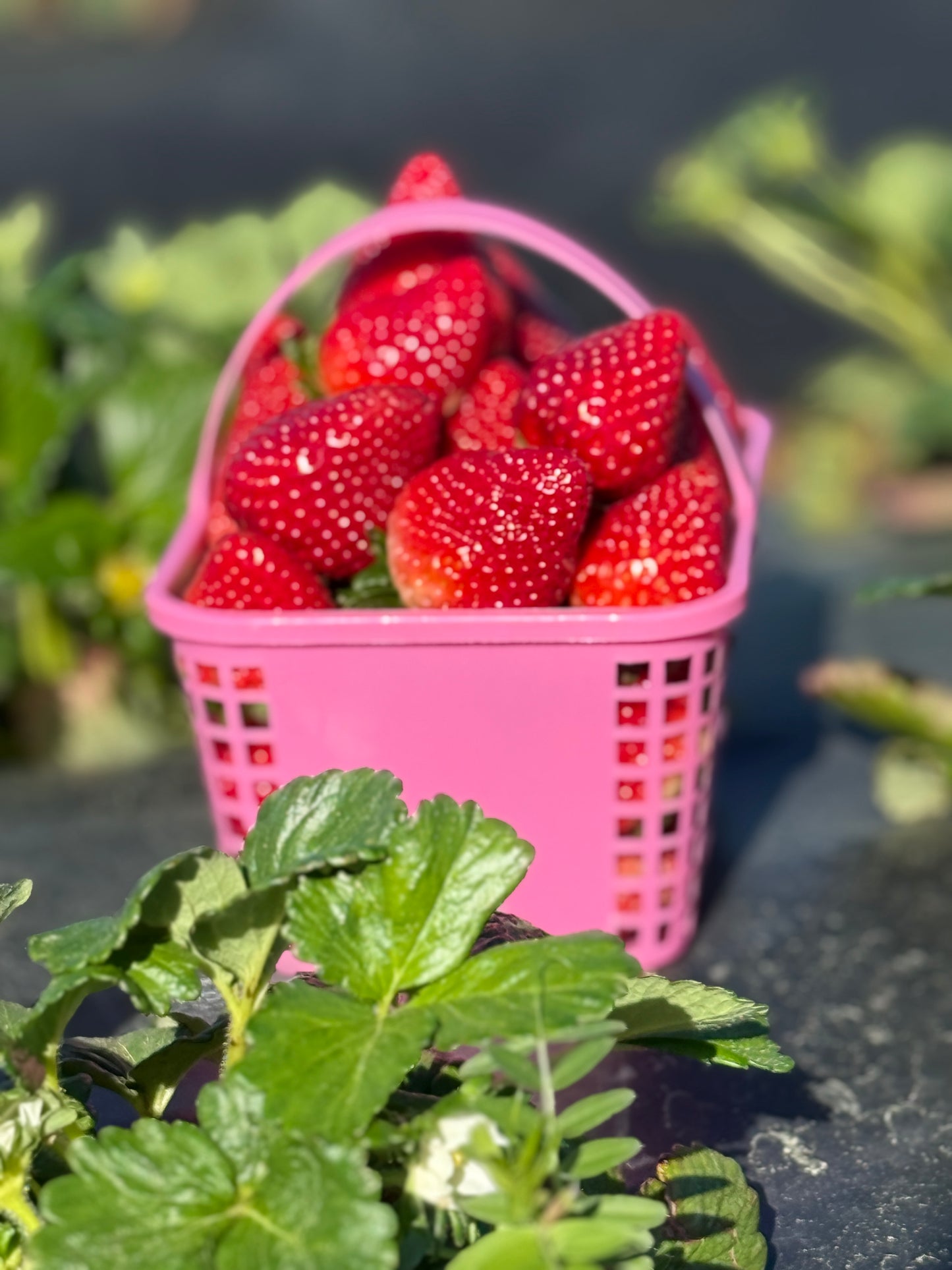 Half-Gallon Basket of Fresh Strawberries