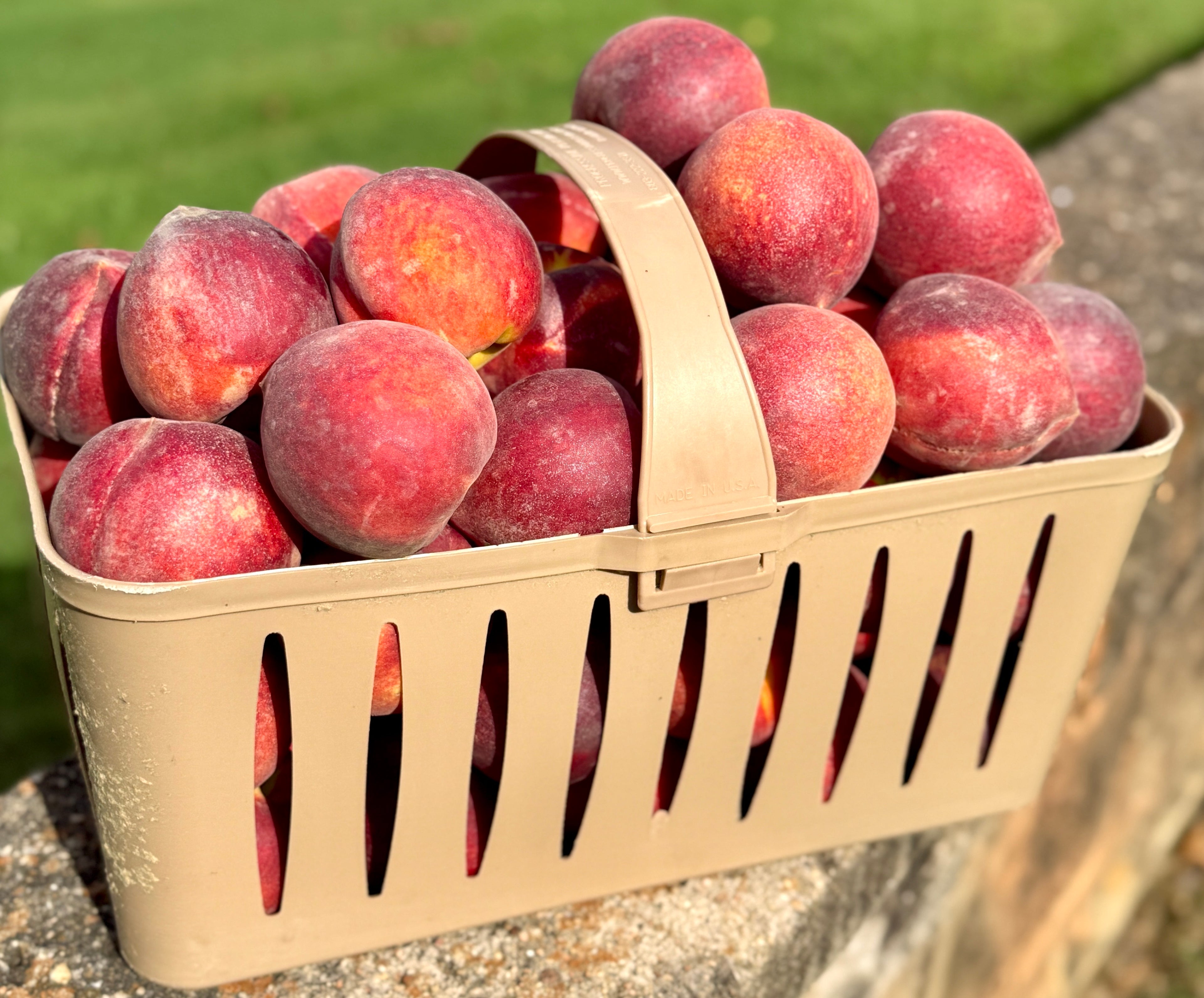 Half Bushel of farm fresh peaches in a tan plastic bin